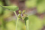 Trailing milkvine